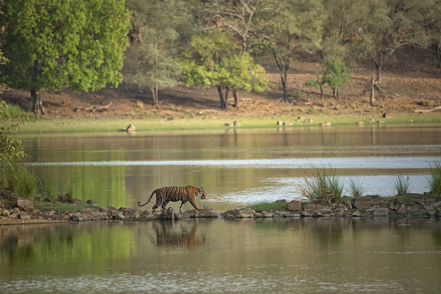 SUJÁN Conservation - TROY