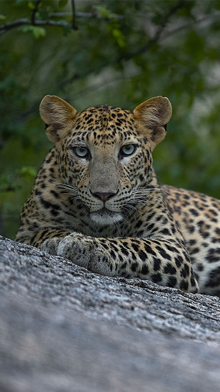 SUJÁN JAWAI, Luxury Safari Camp