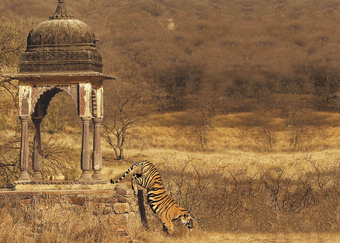 SUJÁN Sher Bagh Gallery