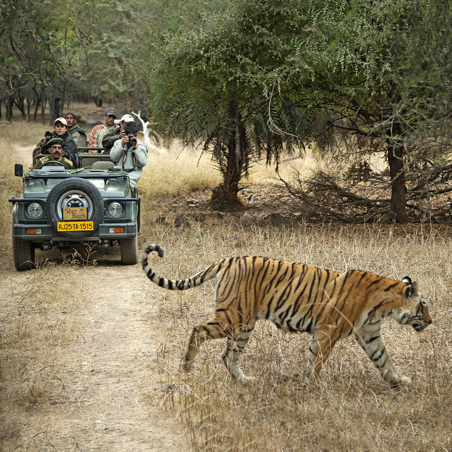 SUJÁN Sher Bagh - Game Drives