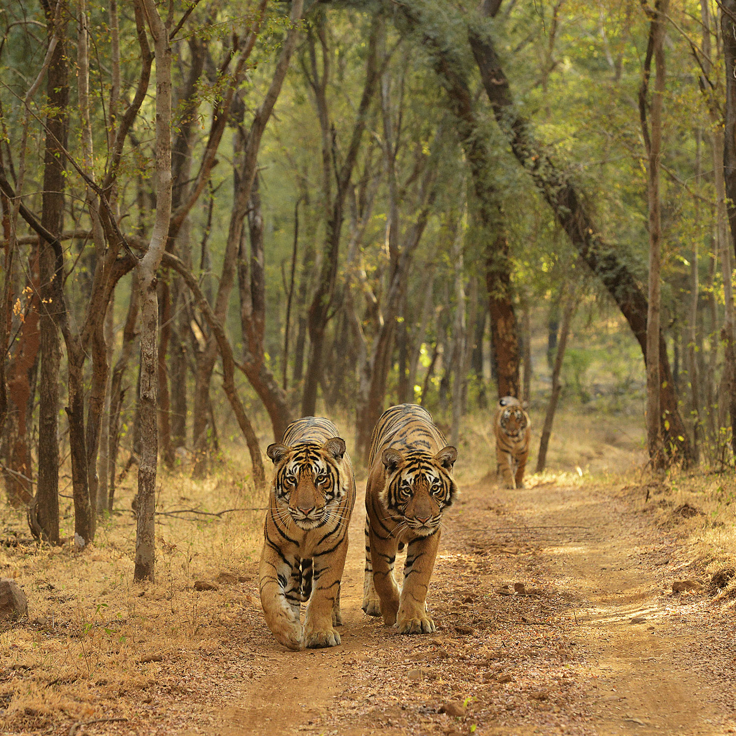 SUJÁN Sher Bagh - Game Drives