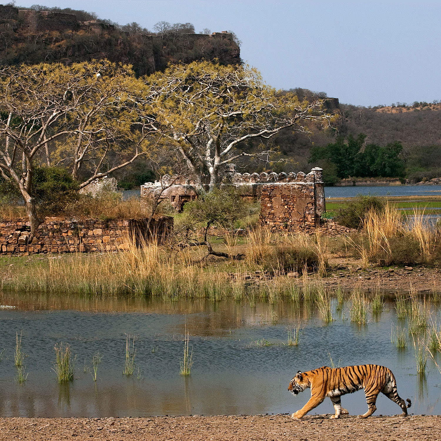 SUJÁN Sher Bagh - Game Drives