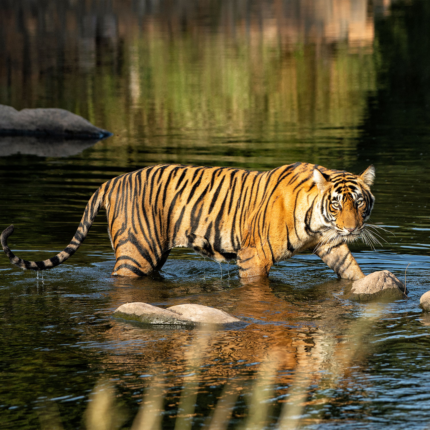 SUJÁN Sher Bagh - Game Drives