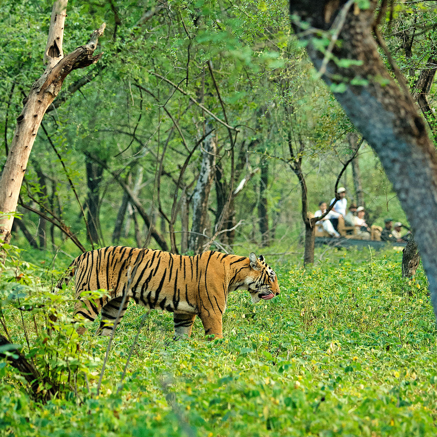 SUJÁN Sher Bagh - Game Drives