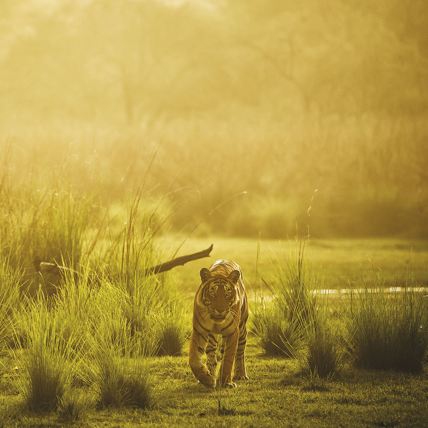 SUJÁN Sher Bagh - Game Drives