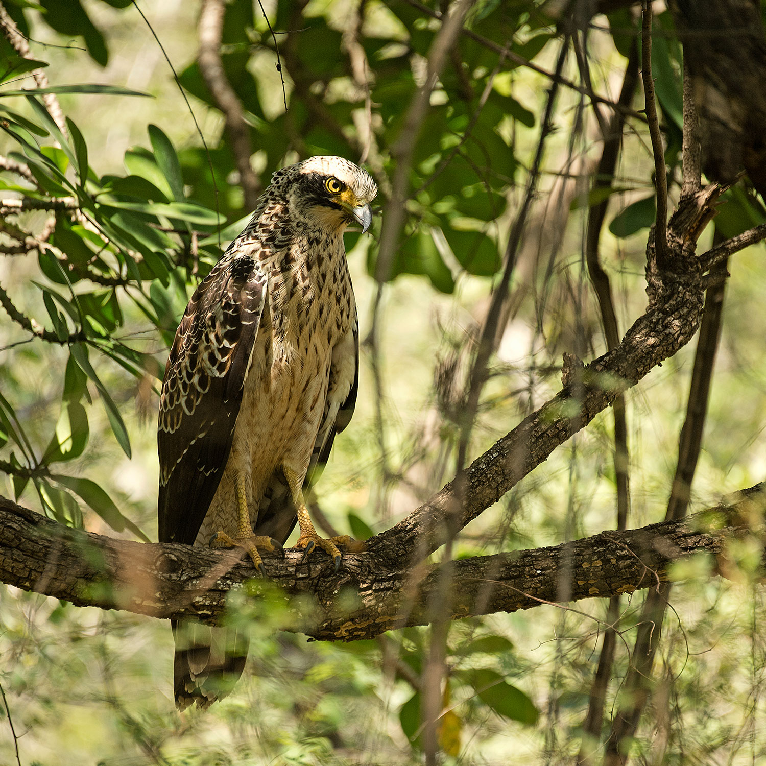 SUJÁN Sher Bagh - Game Drives