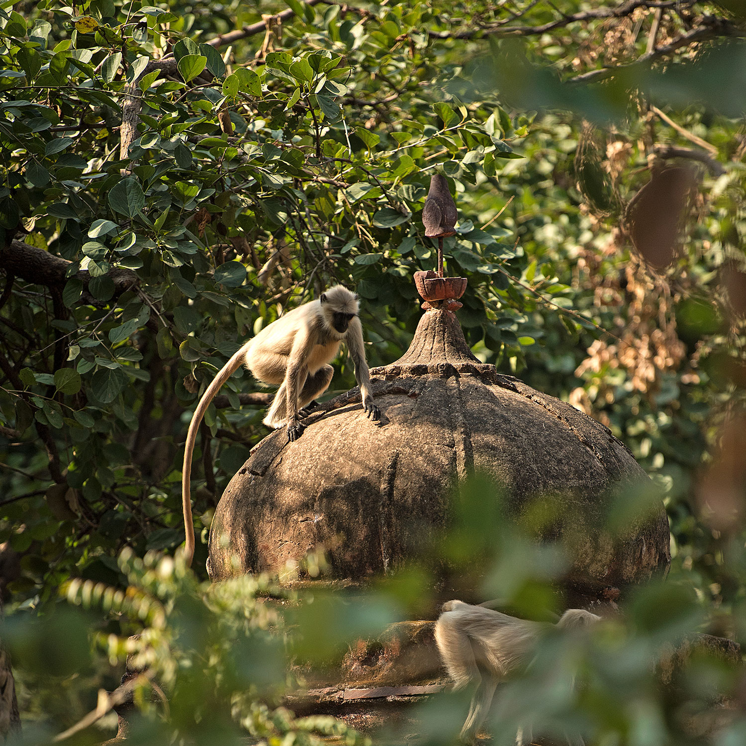 SUJÁN Sher Bagh - Game Drives