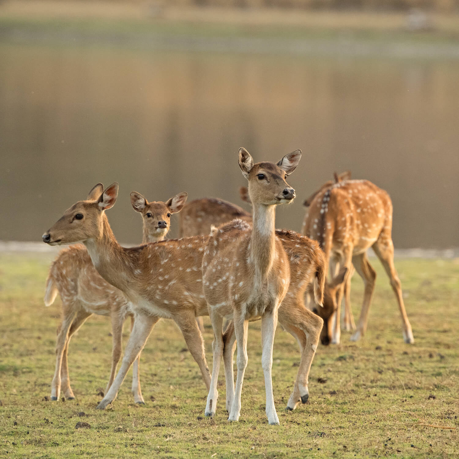 SUJÁN Sher Bagh - Game Drives