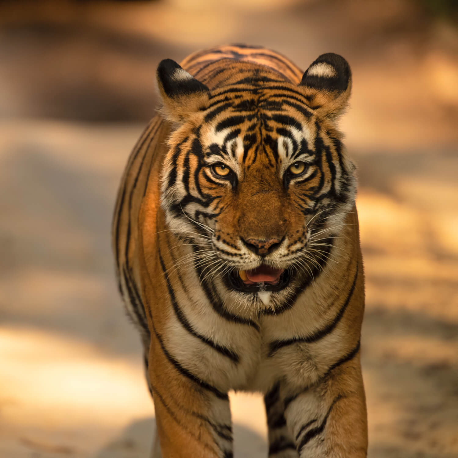 SUJÁN Sher Bagh - Game Drives