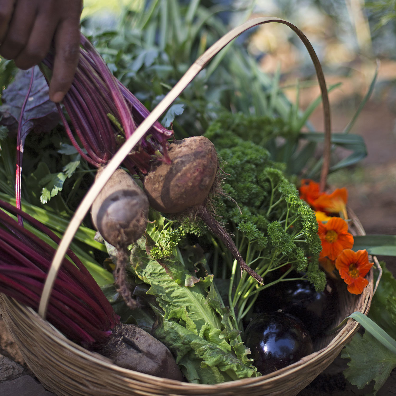 SUJÁN Sher Bagh - Farm to Table