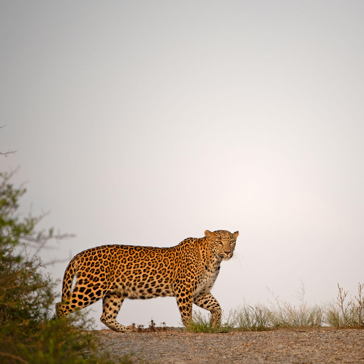 SUJÁN JAWAI - Wilderness Drives