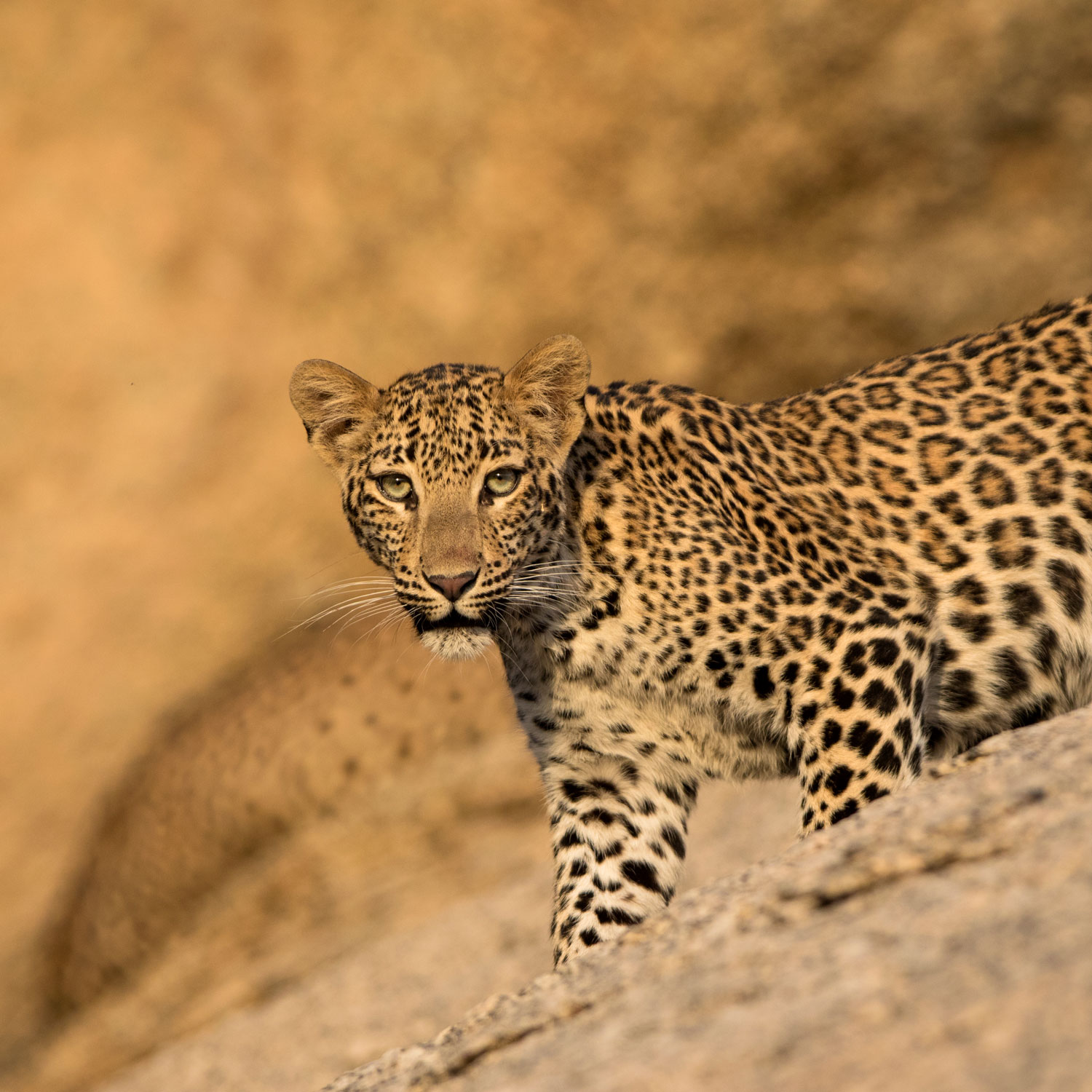 SUJÁN JAWAI - Wilderness Drives