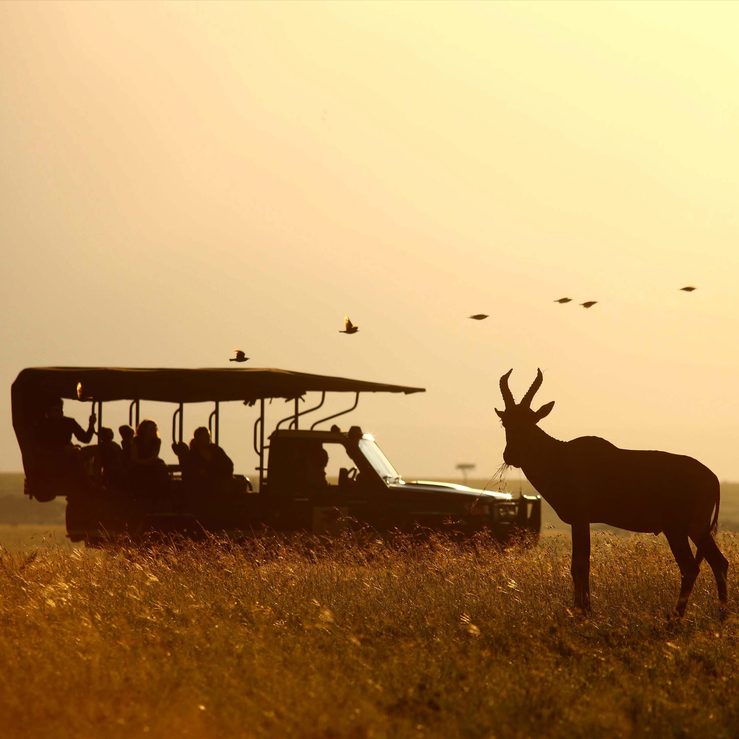 Game Drives