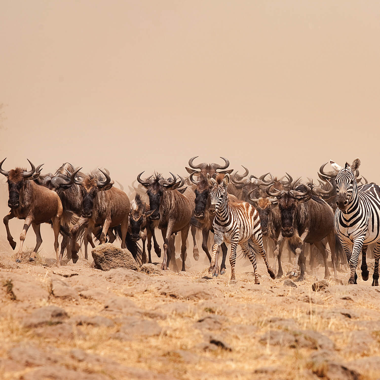 Migration River Crossings