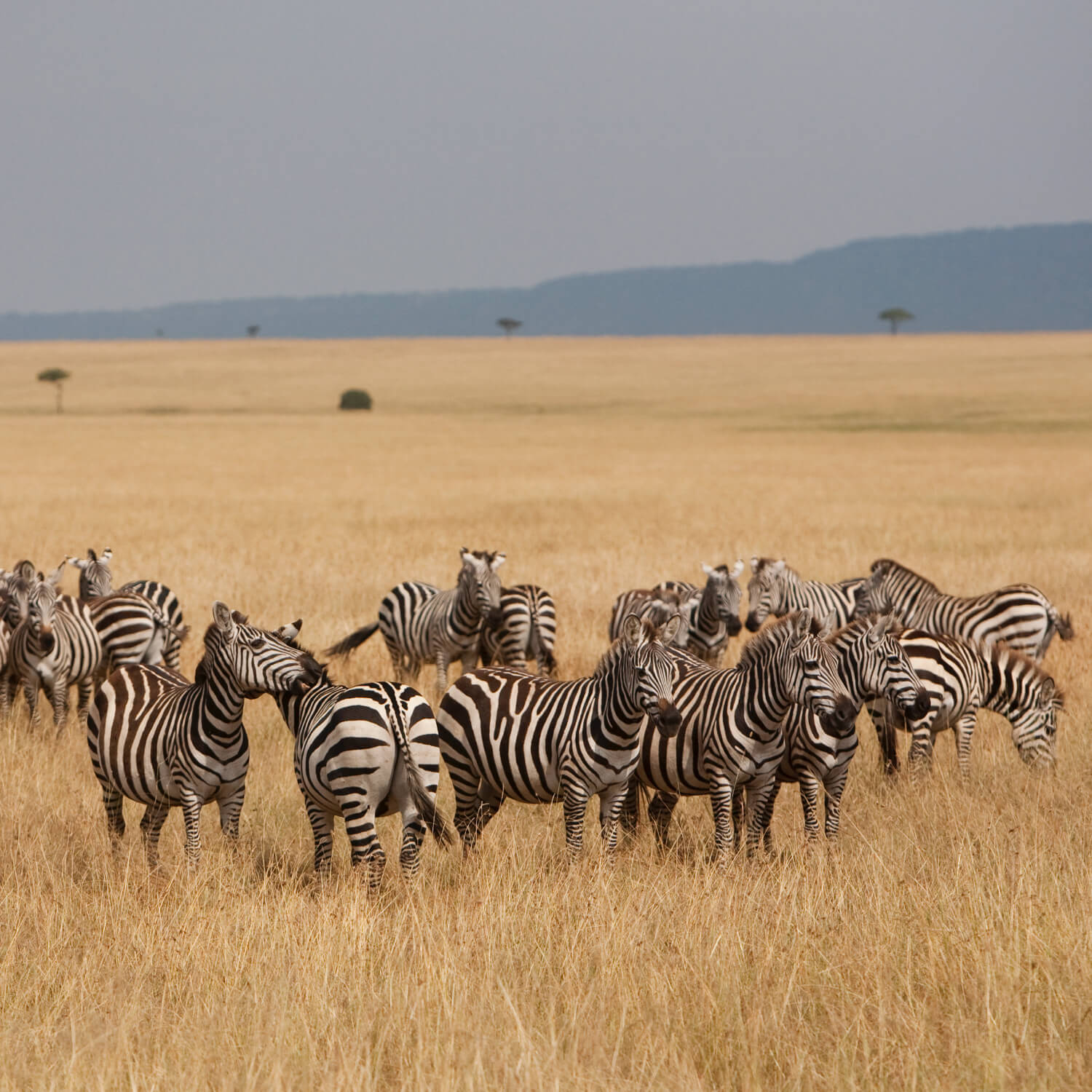 Migration River Crossings