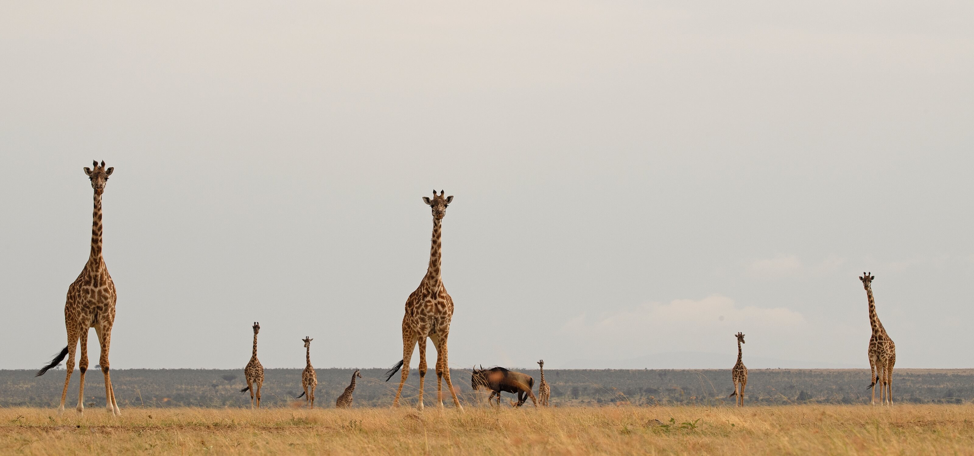 Elephant Pepper Camp