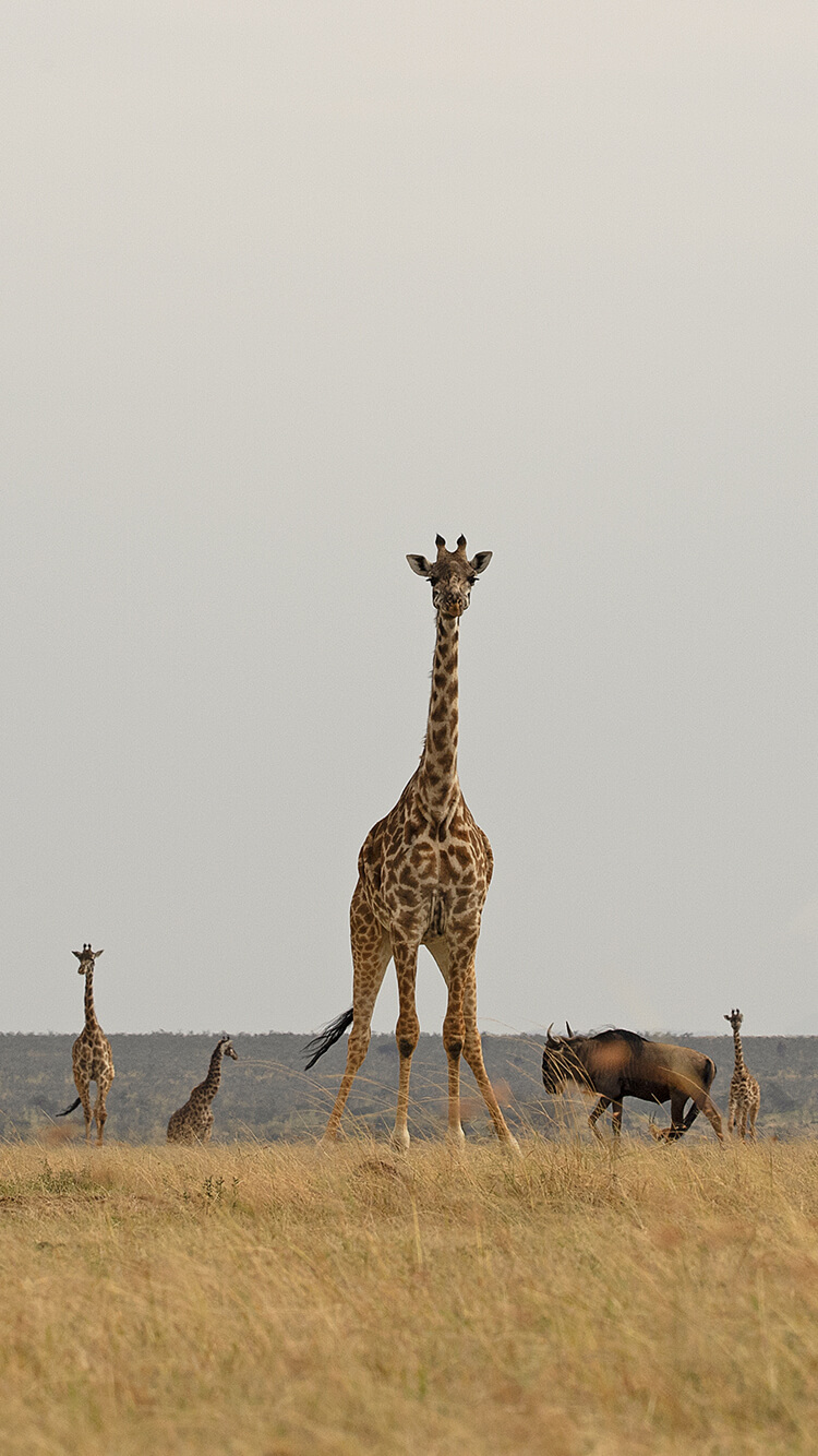 Elephant Pepper Camp