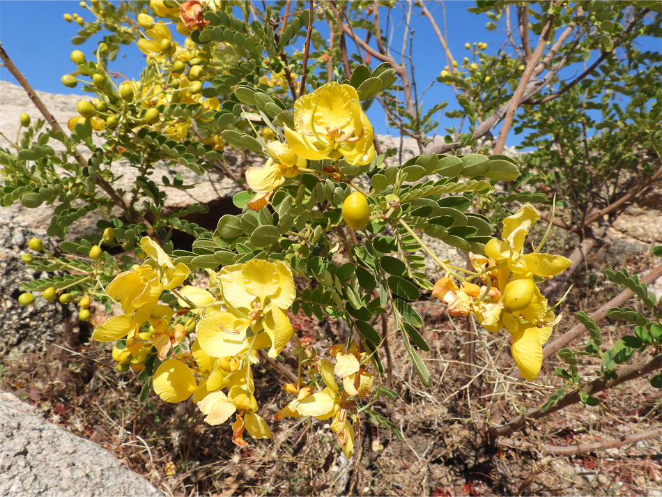 The flora of Jawai